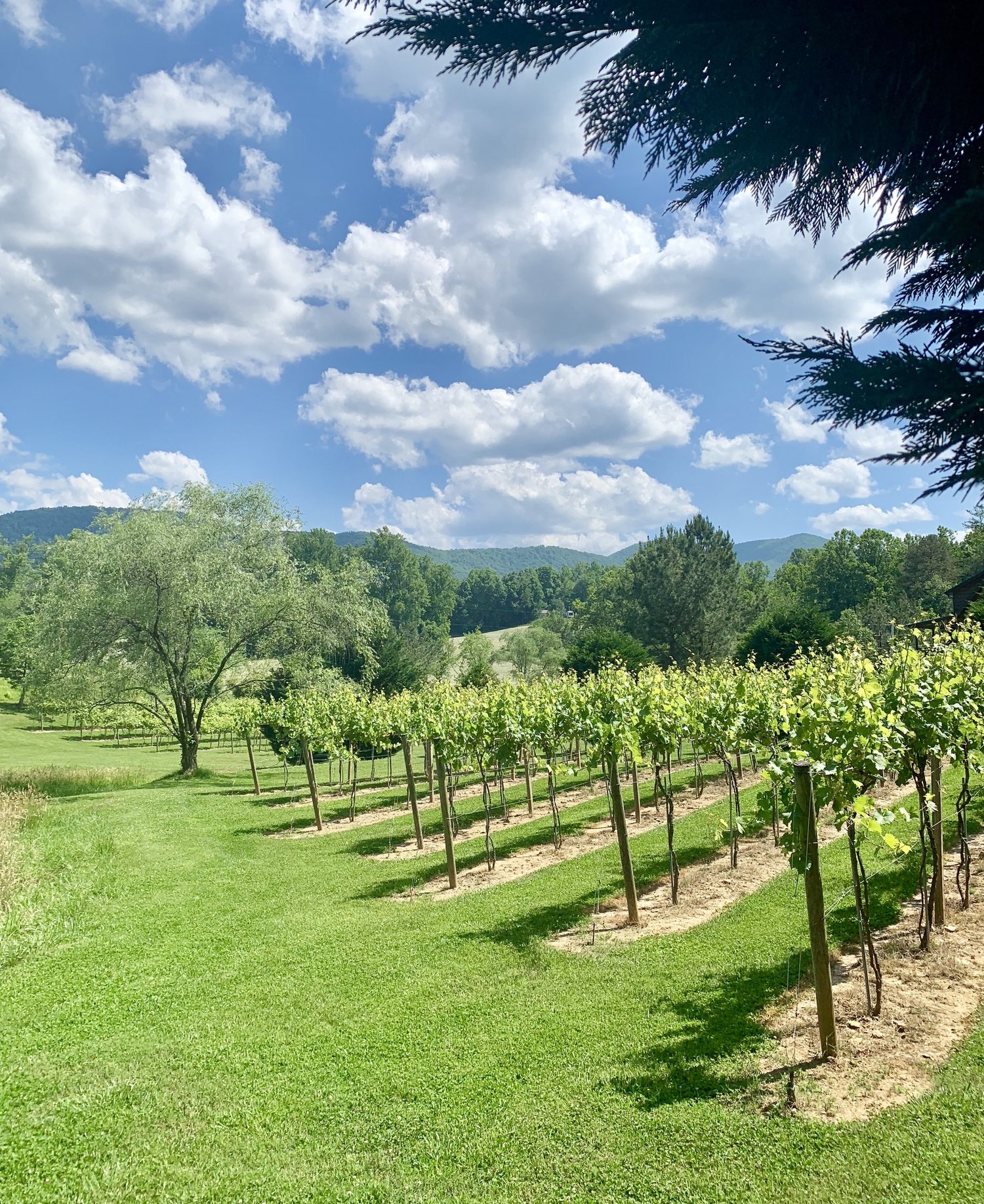 Redtail Mountain Vineyard Blairsville Georgia