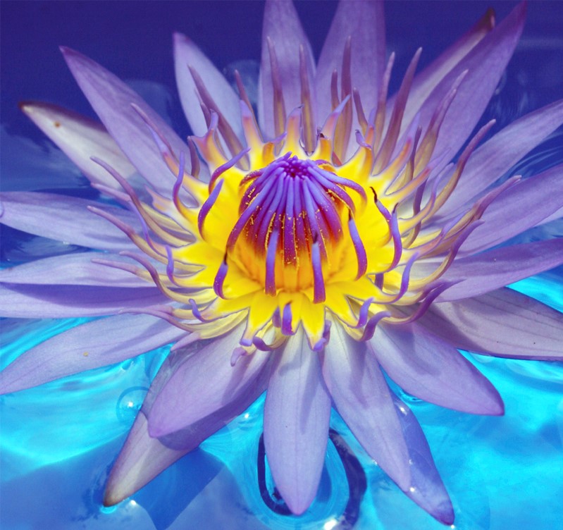 Murphy Healing Arts - wholistic wellness
